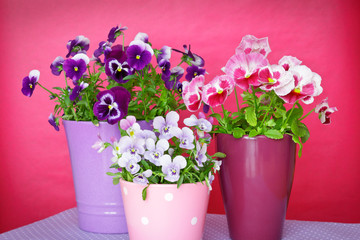 purple violet pansies red background
