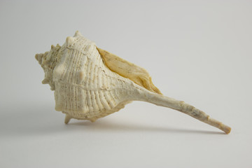 Sea shell standing reversed