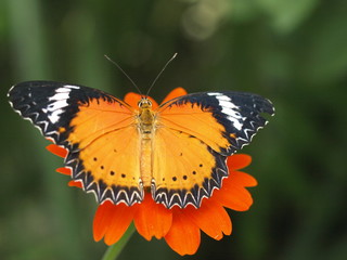 Leopard Lacewing, female