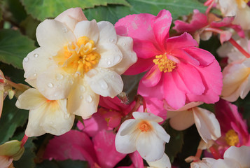 Obraz na płótnie Canvas bunte Begonienblüten mit Regentropfen, im Garten