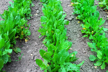 The young green sprouts of sorrel in the vegetable garden in the spring. 