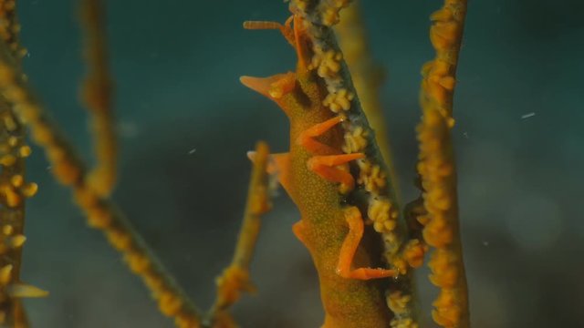 Dragon Shrimp - Miropandalus hardingi