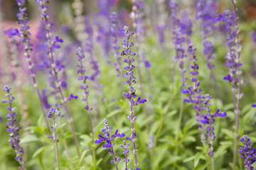 Blooming Bright Purple Lavender Flowers Thailand,Chiang Mai