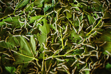 silkworm eat mulburry leaf sericulture