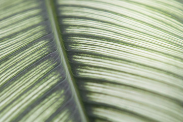 Leaves and darkness Thailand , Chiang Mai