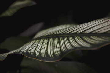 Leaves and darkness Thailand , Chiang Mai