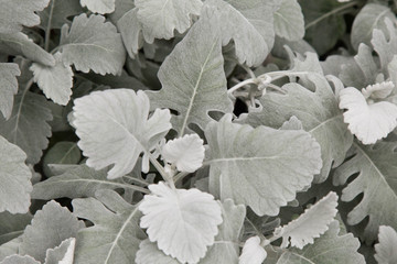 Thailand , Chiang Mai Silver Dust shrub in late autumn