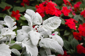 Thailand , Chiang Mai Silver Dust shrub in late autumn