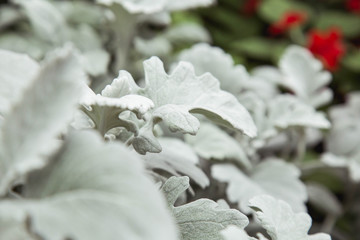 Thailand , Chiang Mai Silver Dust shrub in late autumn