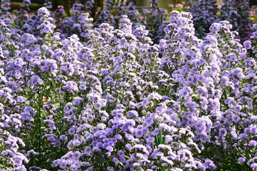 Beautiful flowers in the garden