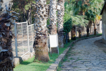 Taş döşeme yol ve palmiye ağaçları