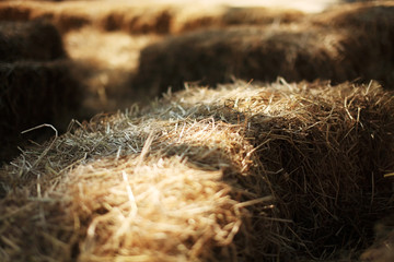 dry rice straw