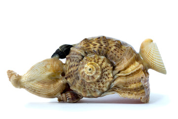 sea shell