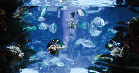 Fototapeta na wymiar Picture of group of fish swimming underwater