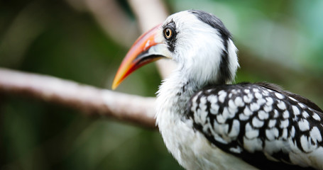 A beautiful Southern Yellow-billed Hornbill