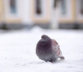Dove in the winter city