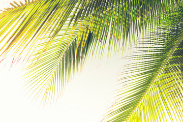Natural green coconut palm tree leaves at the beach in summer