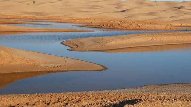 Oasi tra le dune di sabbia del deserto Sahara