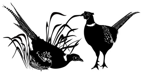 Search photos “black pheasant silhouette”