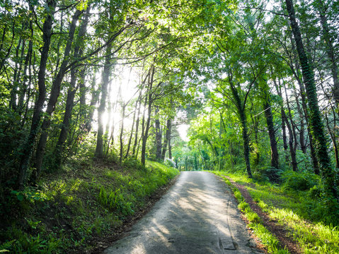 road in green forest with sun beams