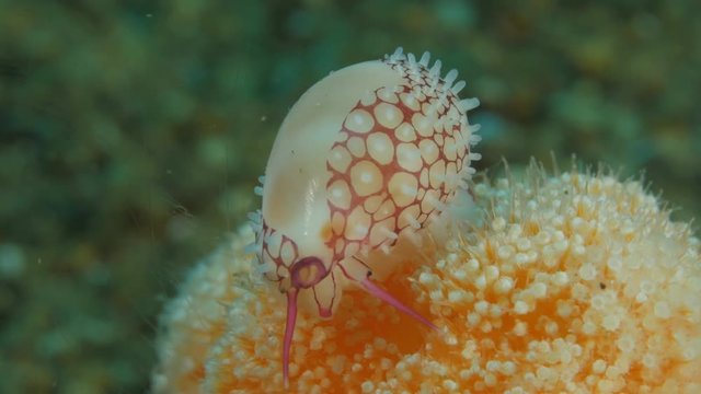 Banded Egg Cowrie - Margovula bimaculata