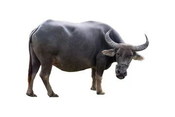 Plexiglas foto achterwand Grote zwarte buffeldieren op het platteland © Mumemories