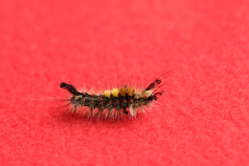 Gypsy moth caterpillar Lymantria Dispar crawling on a red background, insect, butterfly, pest, parasite, caterpillar, eats the foliage of plants