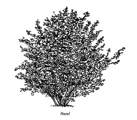 Fototapeta premium Hazel bush illustration, drawing, engraving, ink, line art, vector