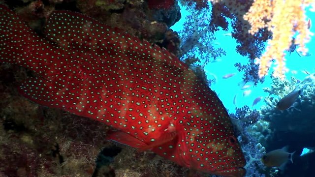 Bright red spotted grouper fish in corals underwater sea. Relax video about marine nature of beautiful lagoon.