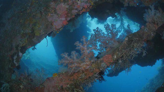 Coral under the Liberty Shipwreck Tulamben