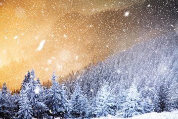 winter wonderland - Christmas background with snowy fir trees in the mountains