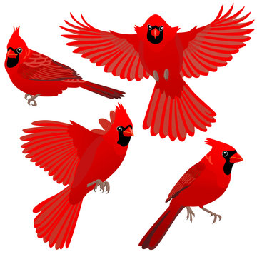 Four poses of Cardinal bird / Cardinal birds are sitting and flying on white background
