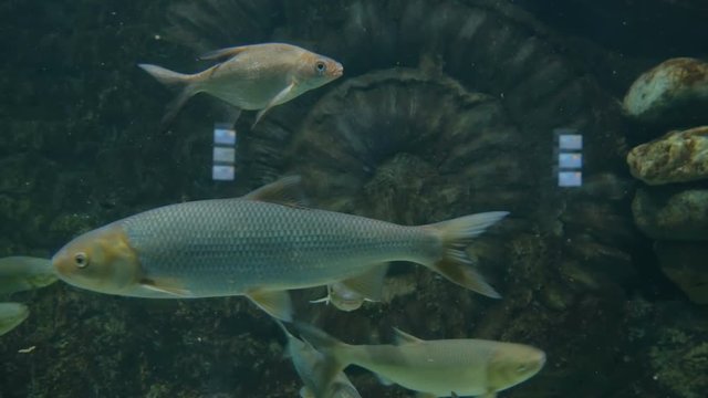 Different fishes swimming in huge aquarium. Entertaiment concept