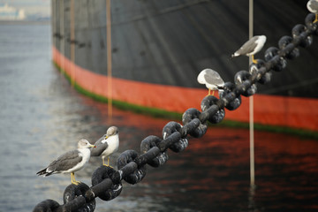 Scene of the seabird stopping on a chain for the mooring of the ship of the port