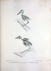 The skeleton of a bird, illustration.