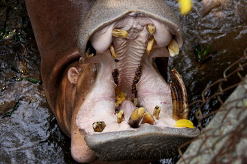 Fototapeta na wymiar Big mouth / Hippopotamus is opening his mouth