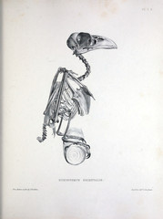 The skeleton of a bird, illustration.