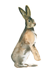 hare. Watercolor illustration - 185222071