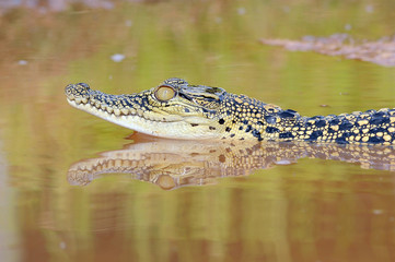 crocodile