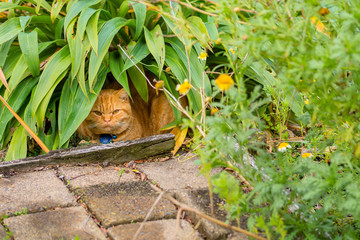 cat british shorthair ginger