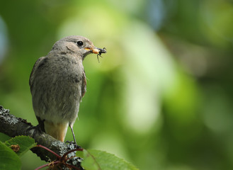 Rouge queue à front blanc au nourrissage!
