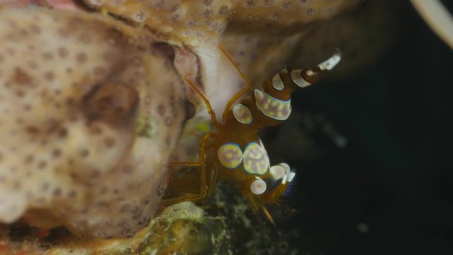 Squat shrimp - Thor amboinensis
