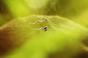 Cute spider in the web, natural animal abstract background
