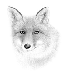 Portrait of Red Fox. Hand drawn illustration.