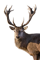Mature Red Deer Stag isolated on white. - 185223613