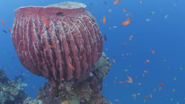 Giant barrel sponge with school of tropical fish