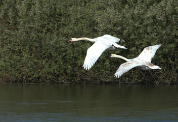 Cygnes en vol!