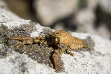 gambero di fiume