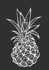Vector hand drawn pineapple.