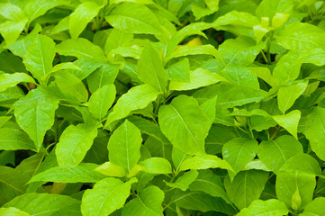 a lot of wet green leaves